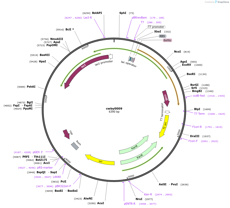 232218-plasmid-map-sequence-id-491744