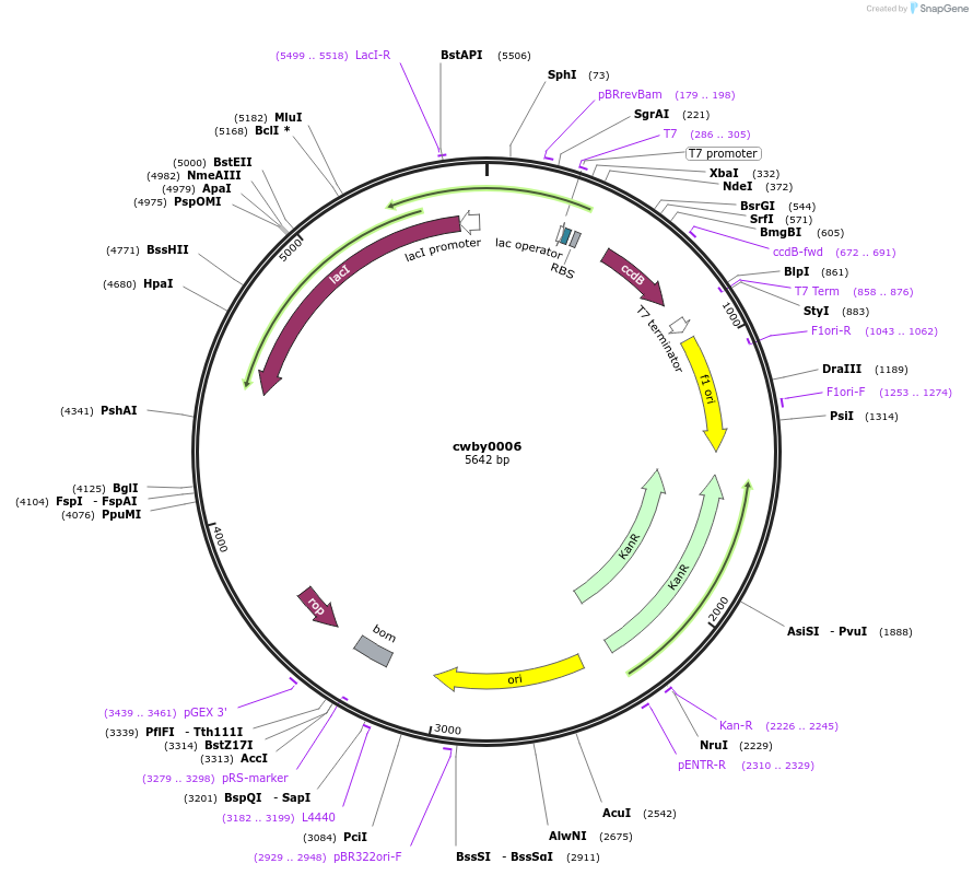 232215-plasmid-map-sequence-id-491745