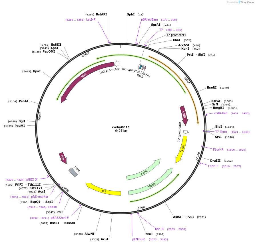 232220-plasmid-map-sequence-id-491746