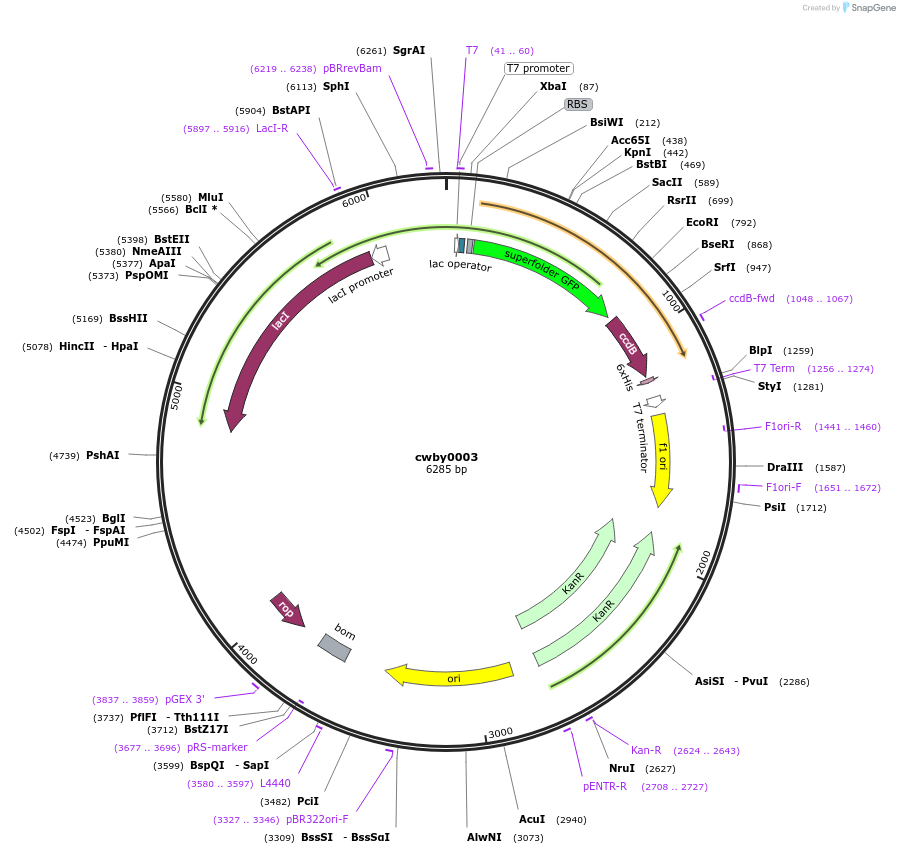 232212-plasmid-map-sequence-id-491748