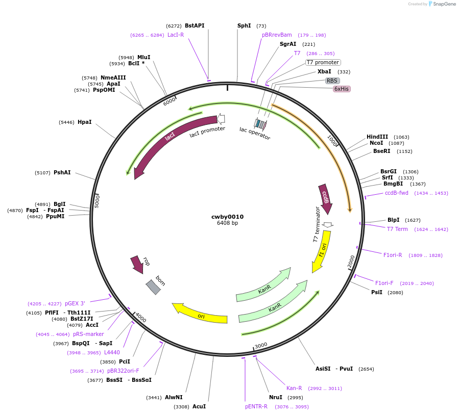 232219-plasmid-map-sequence-id-491749