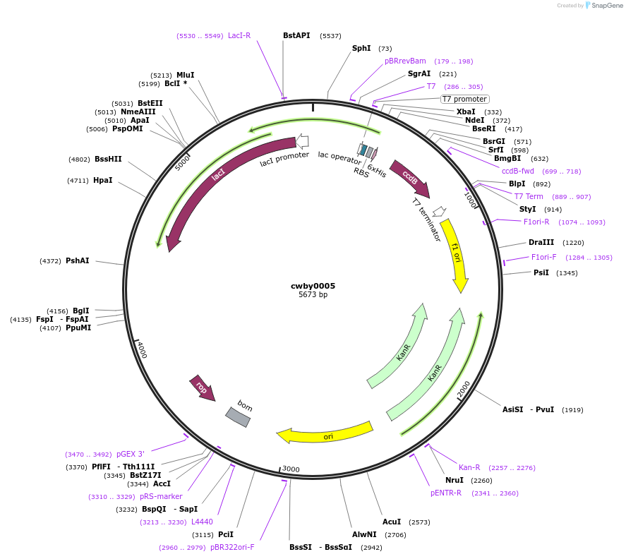 232214-plasmid-map-sequence-id-491751