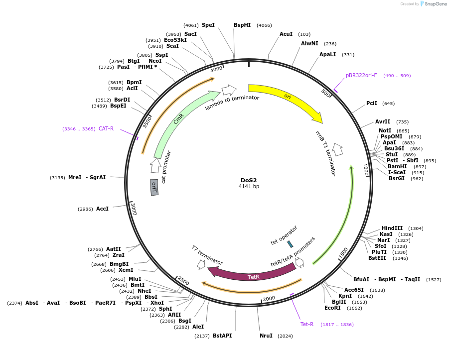 244467-plasmid-map-sequence-id-491752