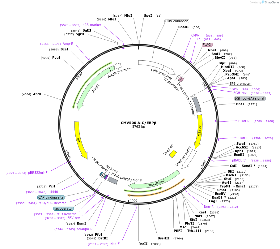 33363-plasmid-map-sequence-id-491754