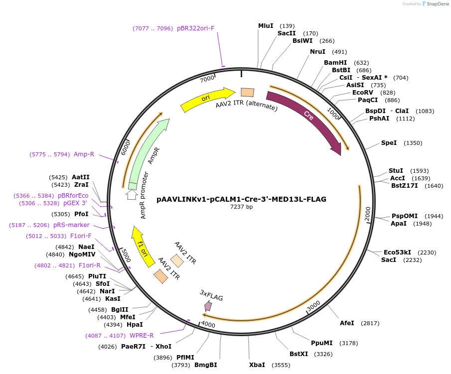 244295-plasmid-map-sequence-id-491757