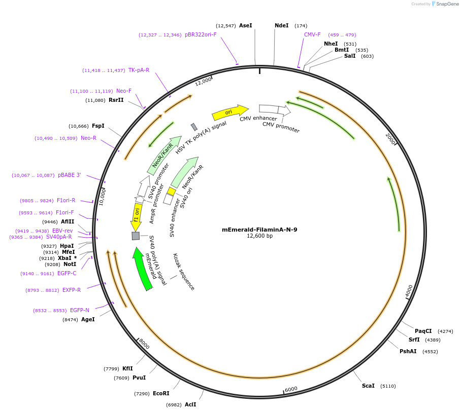54098-plasmid-map-sequence-id-491758