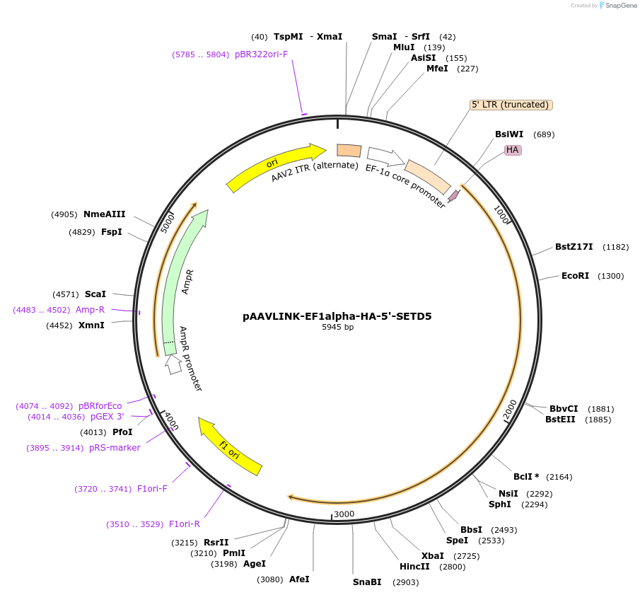 244298-plasmid-map-sequence-id-491763