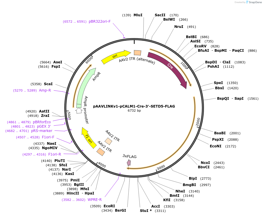 244299-plasmid-map-sequence-id-491767