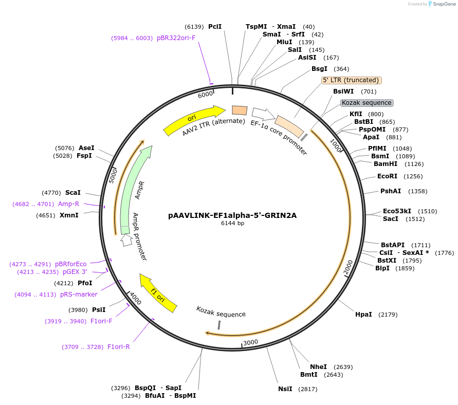 244300-plasmid-map-sequence-id-491769