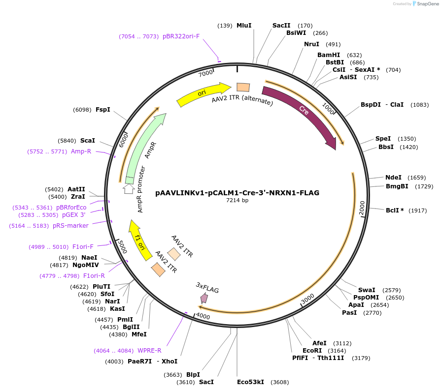 244303-plasmid-map-sequence-id-491774