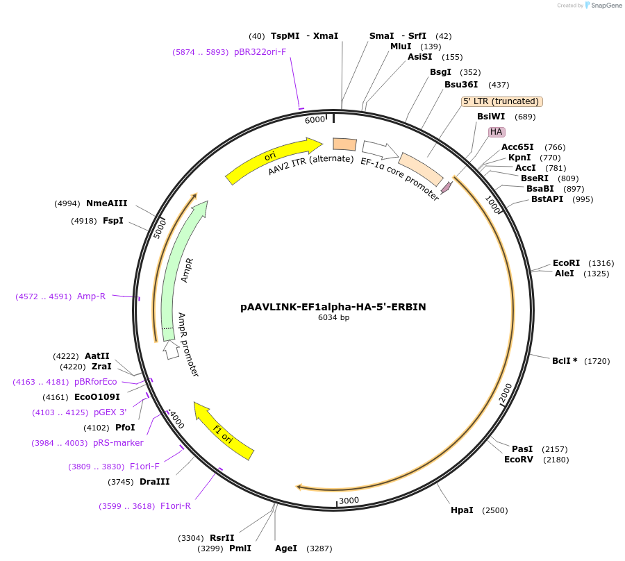 244306-plasmid-map-sequence-id-491793