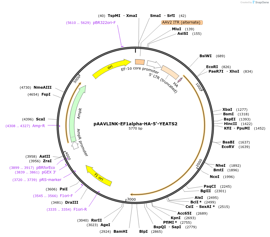 244308-plasmid-map-sequence-id-491796
