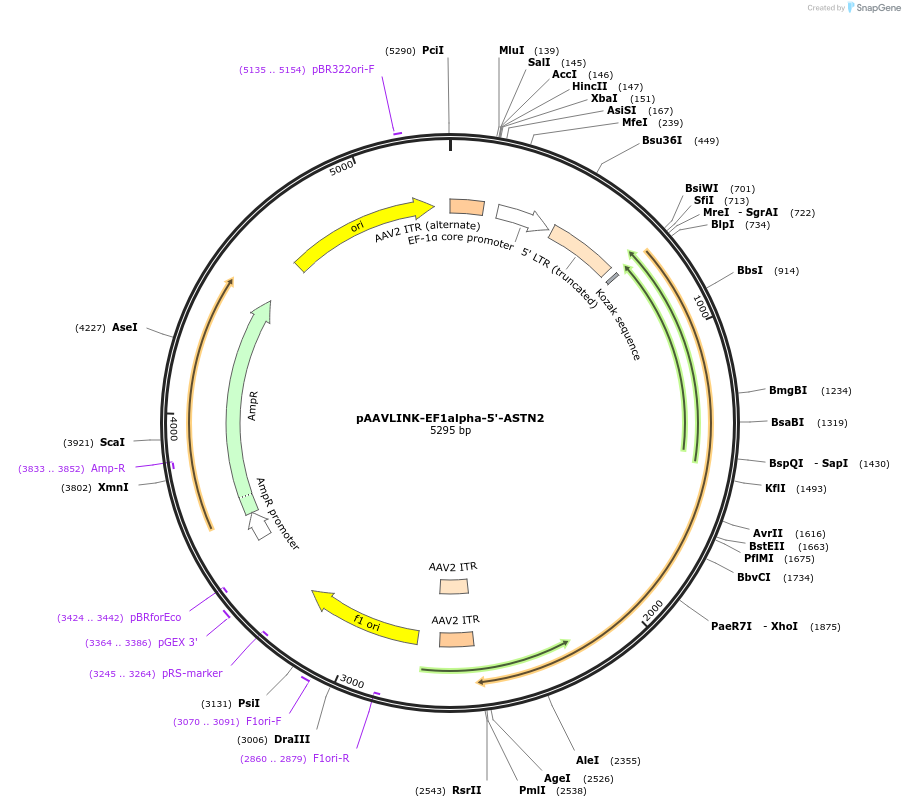 244310-plasmid-map-sequence-id-491854