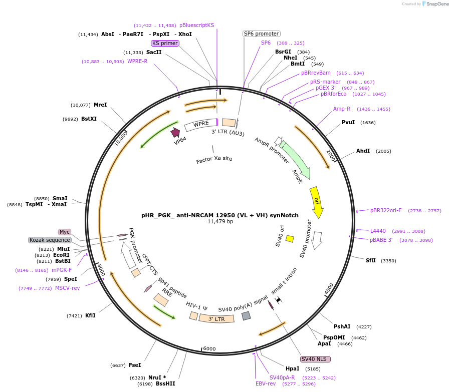247509-plasmid-map-sequence-id-491855