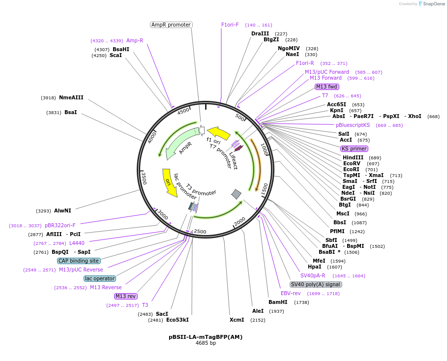 244809-plasmid-map-sequence-id-491860