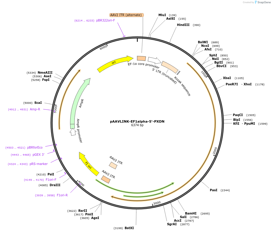 244314-plasmid-map-sequence-id-491862