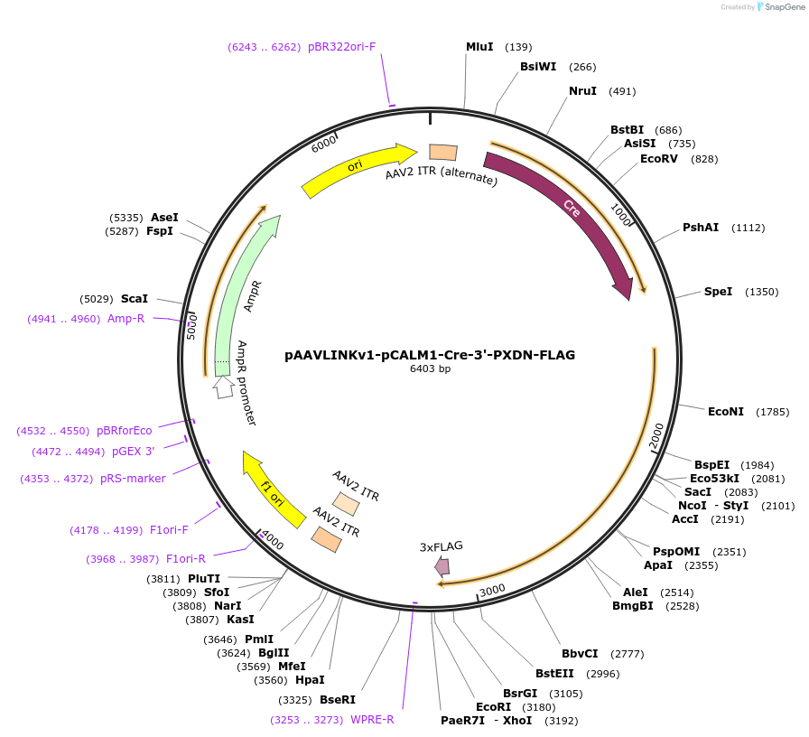 244315-plasmid-map-sequence-id-491863