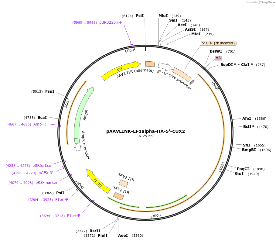 244318-plasmid-map-sequence-id-491866