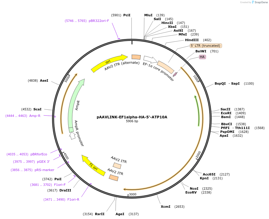 244320-plasmid-map-sequence-id-491868