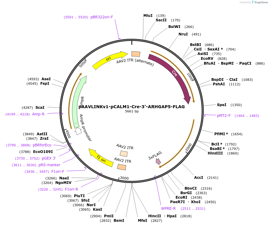 244323-plasmid-map-sequence-id-491870