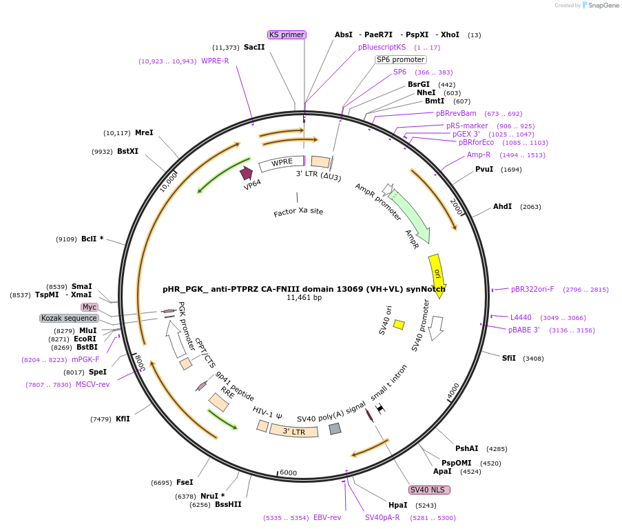 247524-plasmid-map-sequence-id-491871