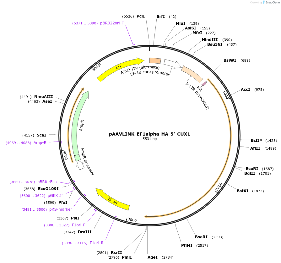 244324-plasmid-map-sequence-id-491872