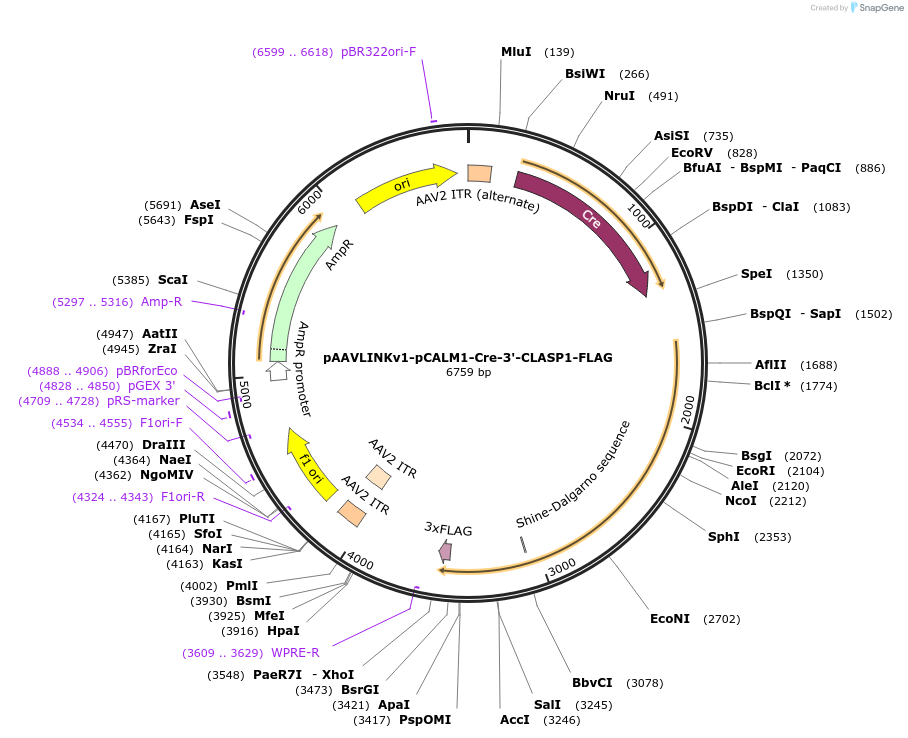 244327-plasmid-map-sequence-id-491875