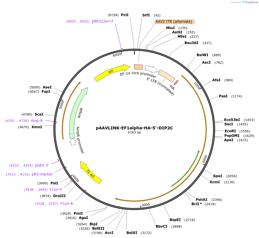 244328-plasmid-map-sequence-id-491877