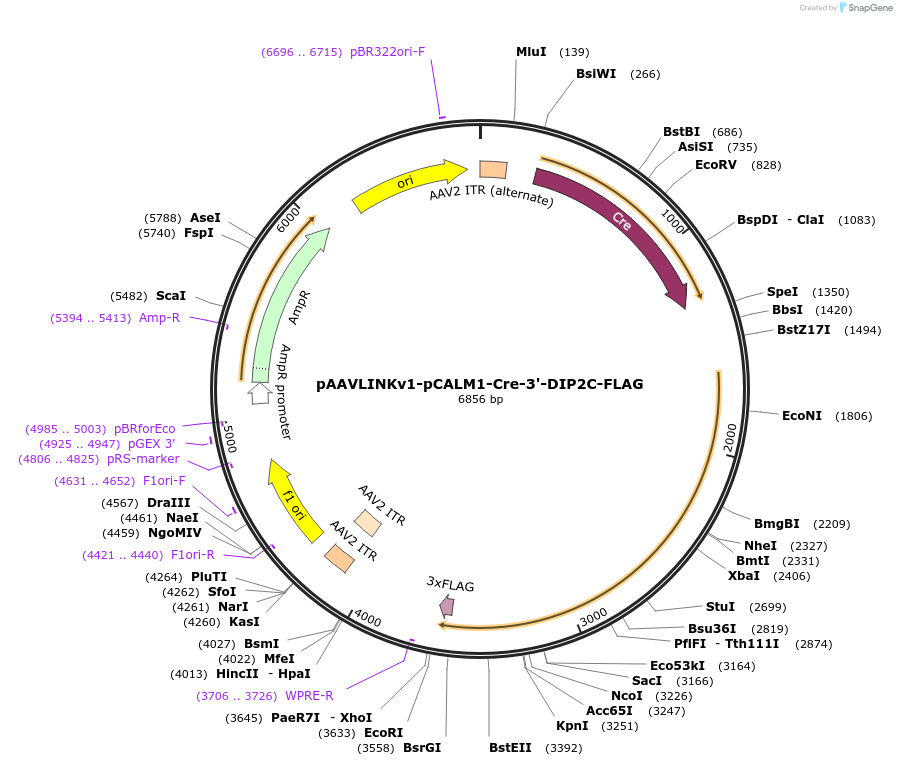 244329-plasmid-map-sequence-id-491878