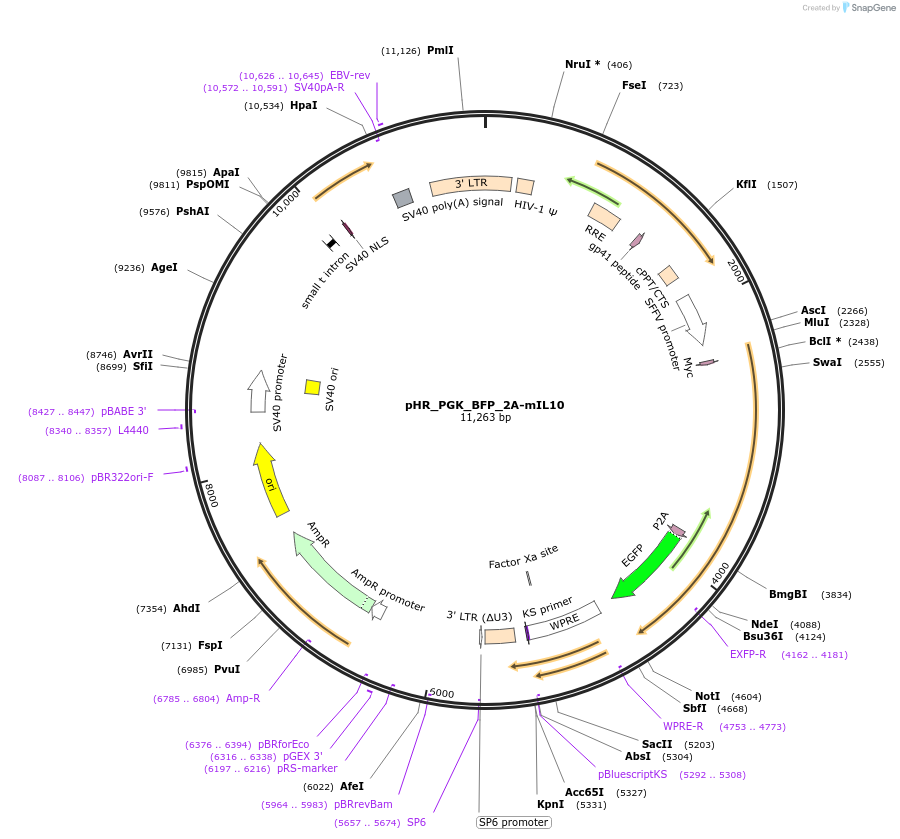 247507-plasmid-map-sequence-id-491879
