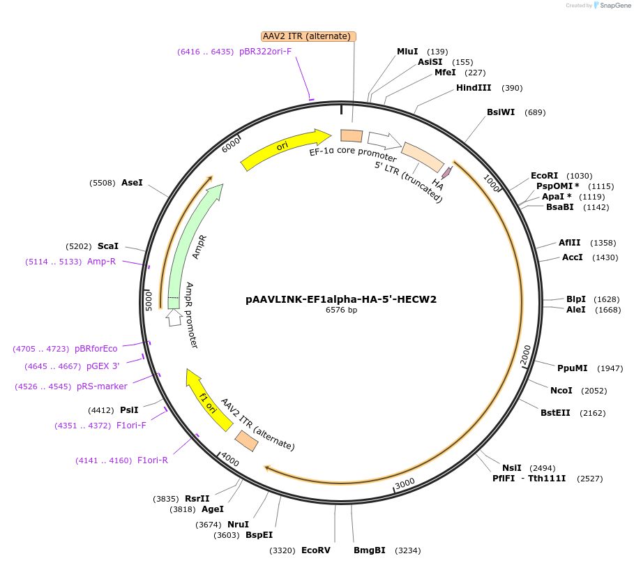 244330-plasmid-map-sequence-id-491880