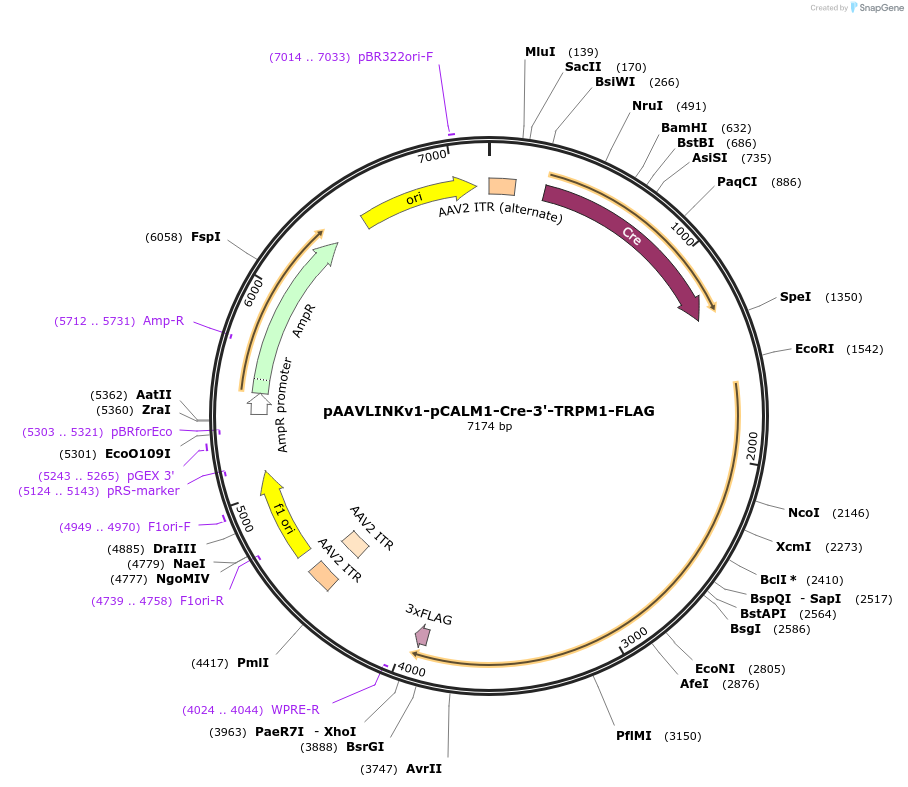 244333-plasmid-map-sequence-id-491882