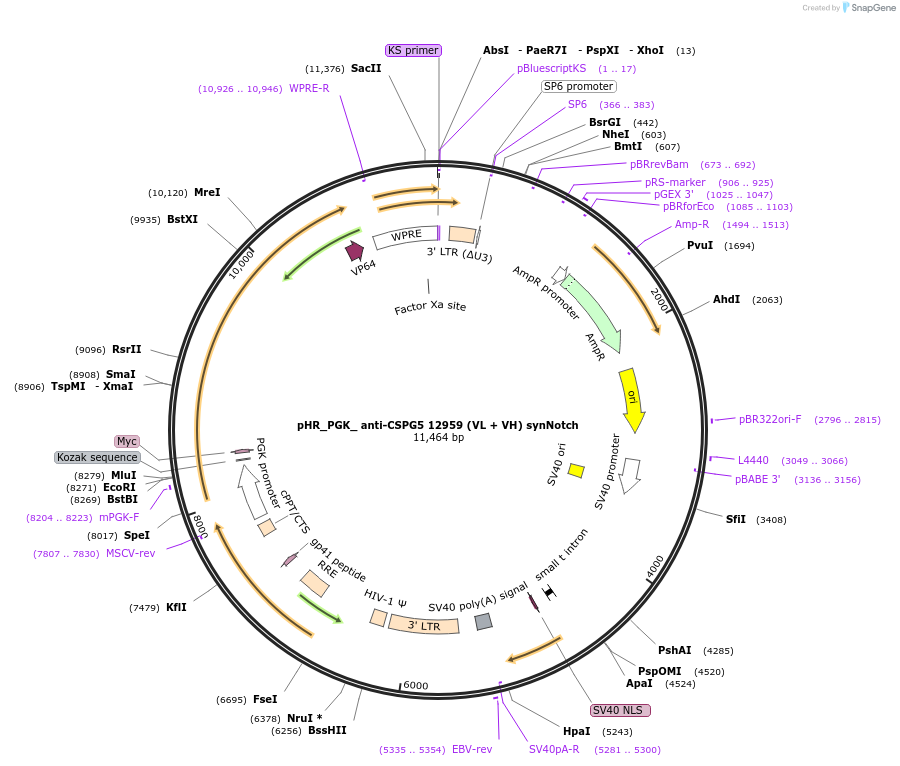 247513-plasmid-map-sequence-id-491883