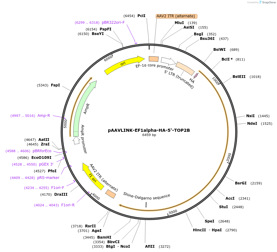 244334-plasmid-map-sequence-id-491884