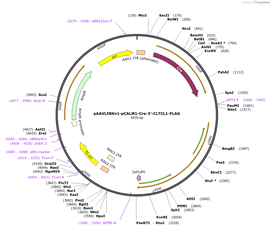 244337-plasmid-map-sequence-id-491888
