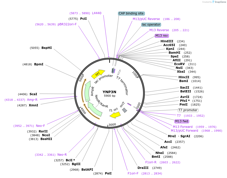 245858-plasmid-map-sequence-id-491898