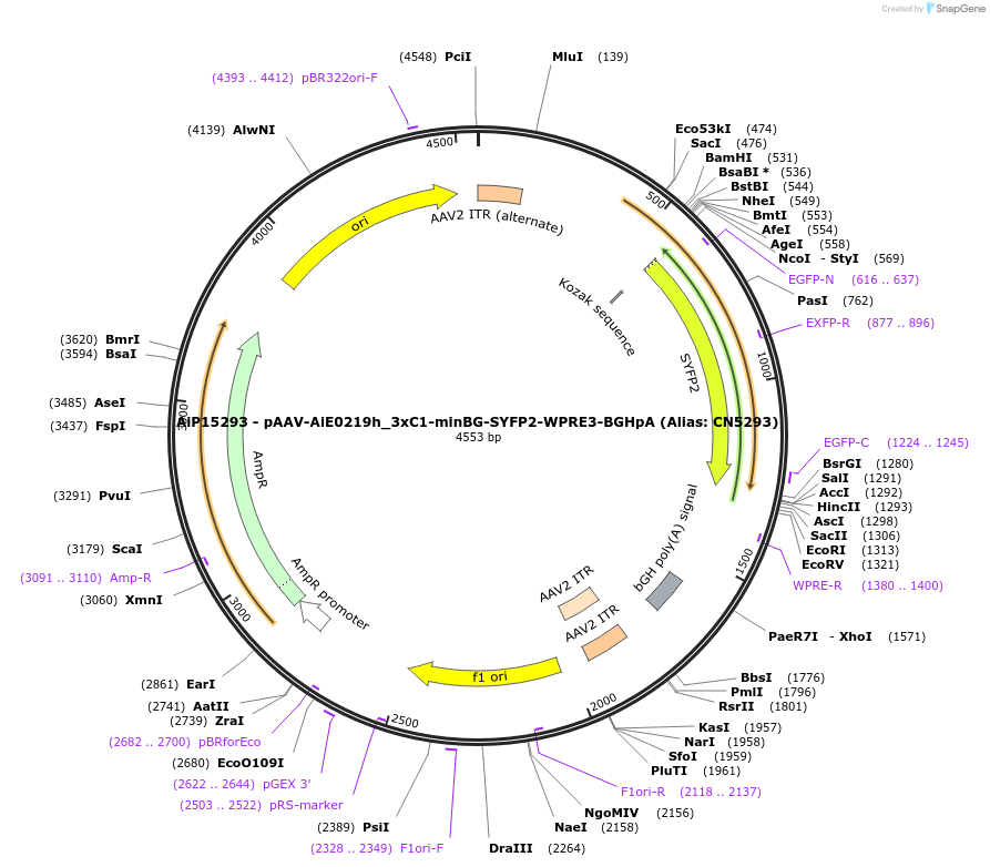 230511-plasmid-map-sequence-id-491904