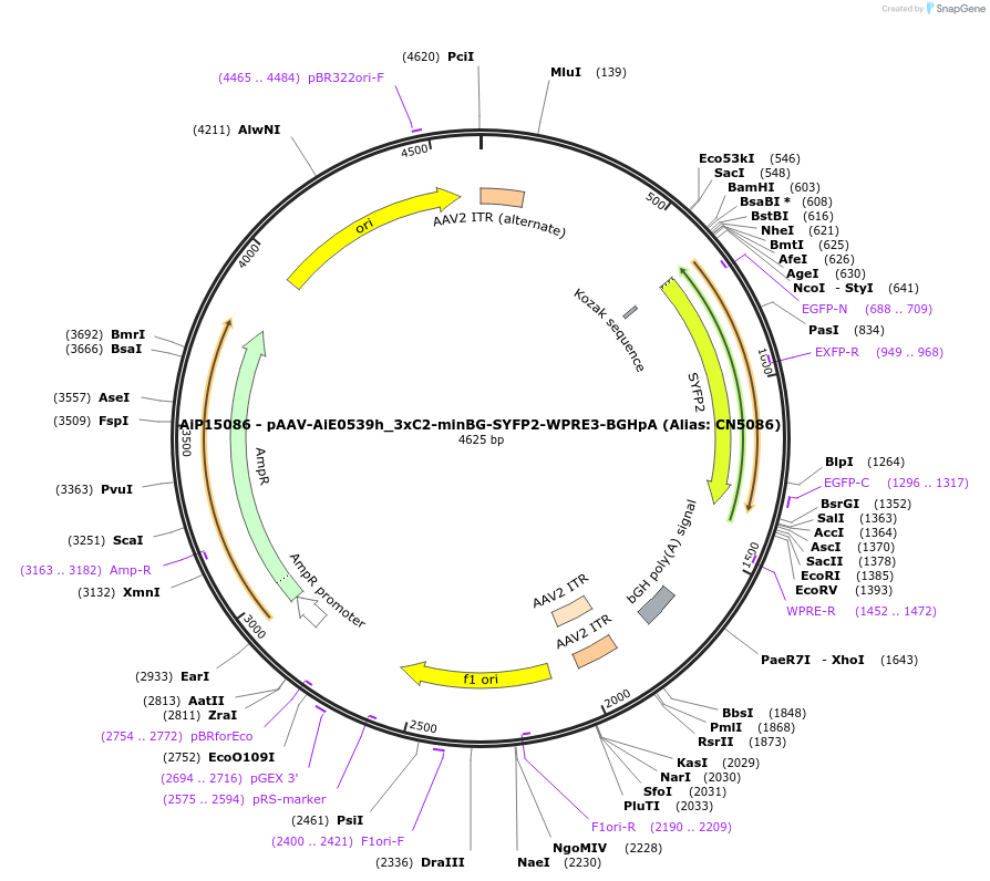 230502-plasmid-map-sequence-id-491906