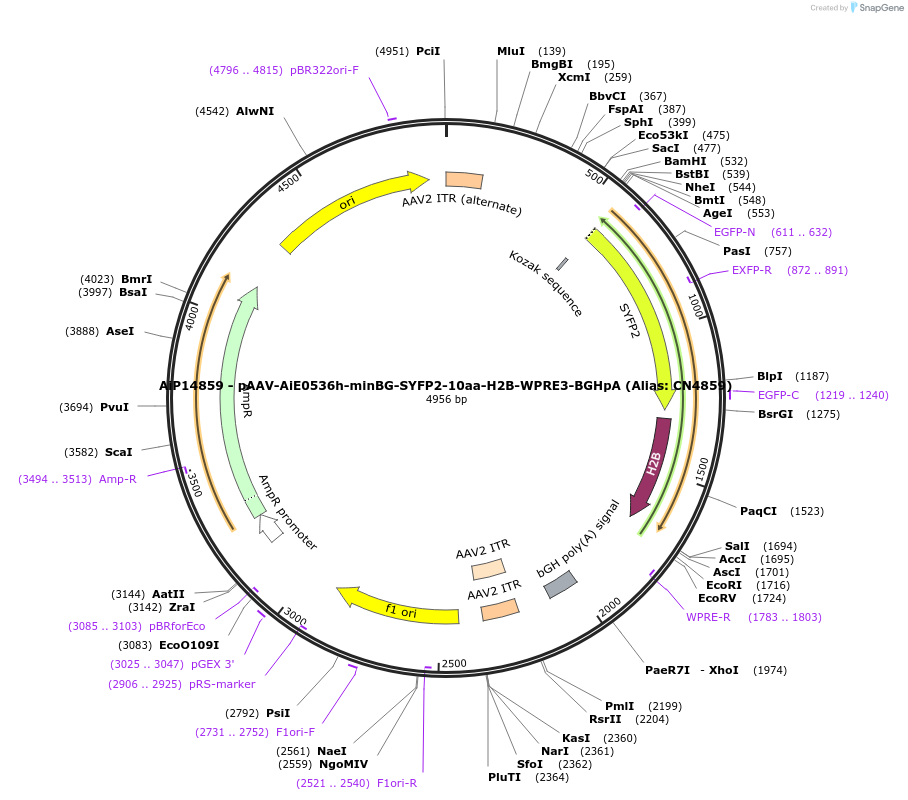 230497-plasmid-map-sequence-id-491907