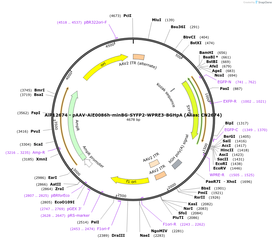 230124-plasmid-map-sequence-id-491908