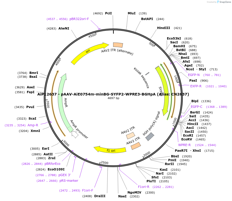 230120-plasmid-map-sequence-id-491909