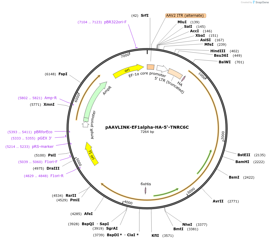 244340-plasmid-map-sequence-id-491917