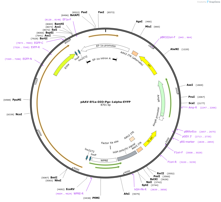 241793-plasmid-map-sequence-id-491920