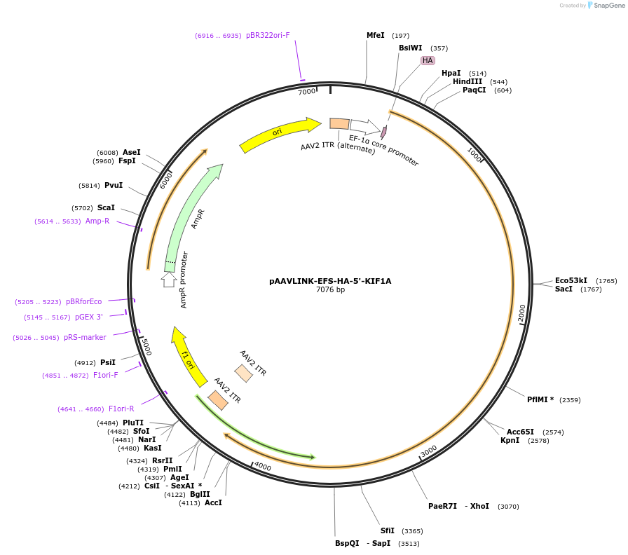 244342-plasmid-map-sequence-id-491924