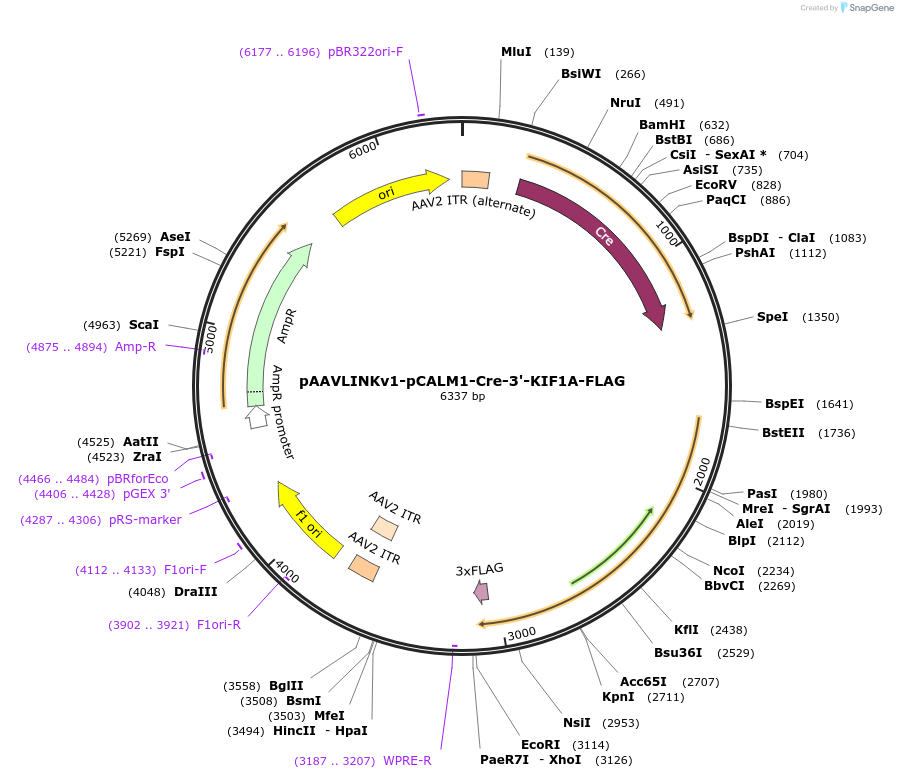 244343-plasmid-map-sequence-id-491929