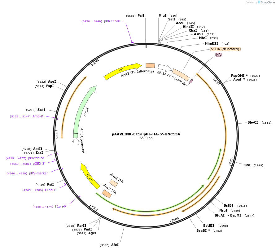 244344-plasmid-map-sequence-id-491930