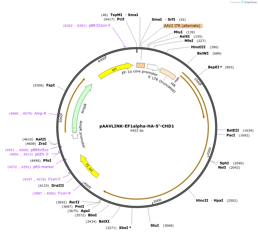 244346-plasmid-map-sequence-id-491932