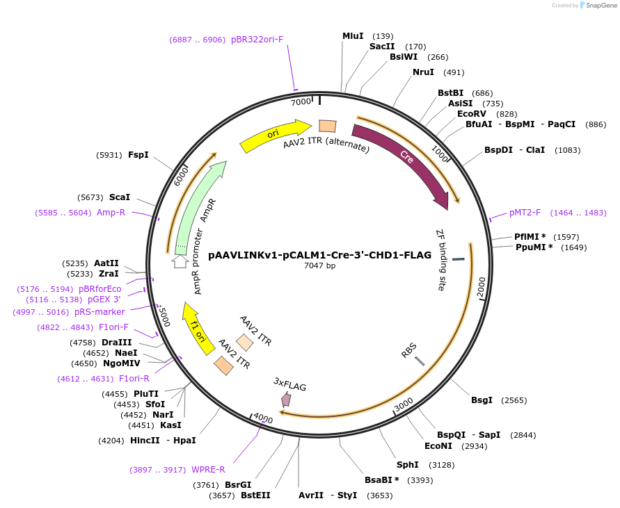 244347-plasmid-map-sequence-id-491934