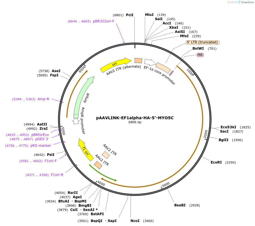 244348-plasmid-map-sequence-id-491936