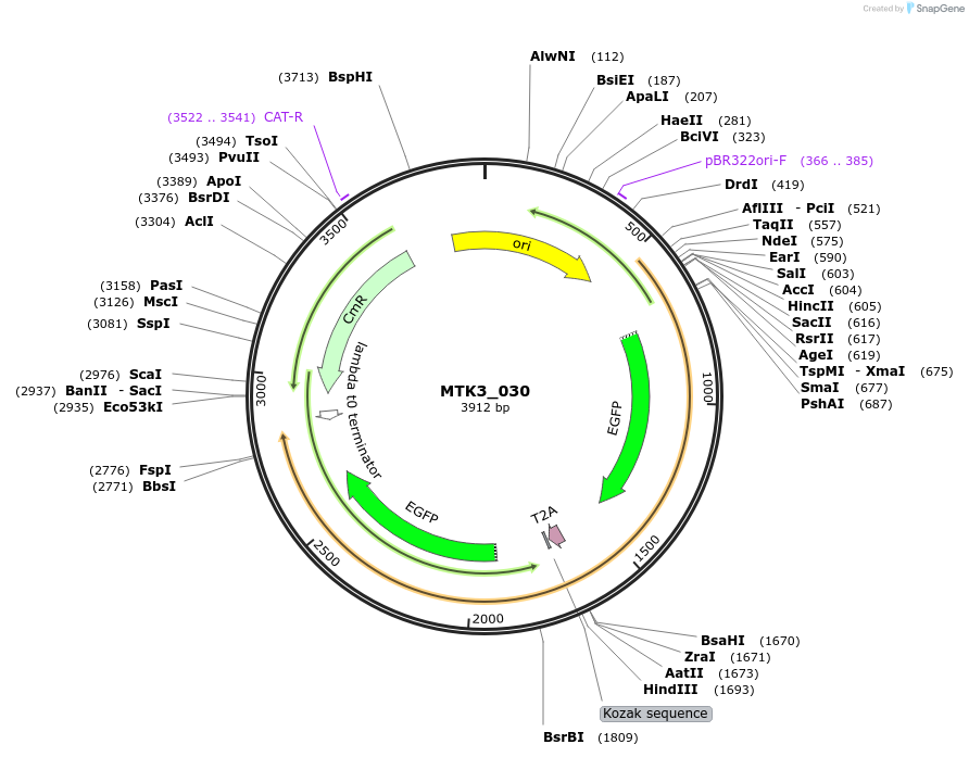 123744-plasmid-map-sequence-id-491937